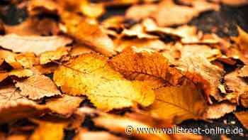 Warburgs Conviction-List: Diesen 3 deutschen Aktien blüht ein goldener Oktober