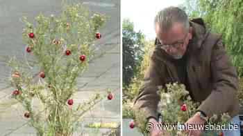 Kerst in Deurne: Bart versiert onkruid met kerstballen uit protest