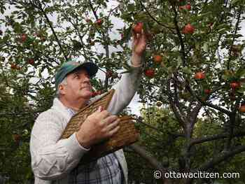 Deachman: Lansdowne Park Orchard deserves an apology