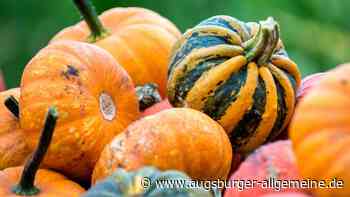 Unbekannter klaut Geld aus Kürbis-Kasse