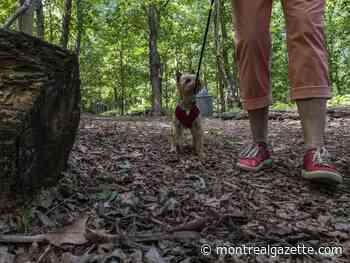 Peter F. Trent: The furry and the feathered are at odds in a Westmount sanctuary