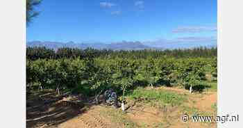 "Iedereen is klaar met ZA mandarijnen plukken tegen de tijd dat wij beginnen"