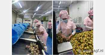 "Ondanks logistieke uitdagingen stabiele Colombiaanse export van gulupa en physalis"