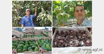 "We verwachten 70% meer mango's te exporteren"