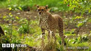 Cheetah dies weeks after arriving at Edinburgh Zoo