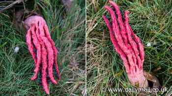 Urgent warning over rare 'Devil's Fingers' fungus that smells like rotting FLESH and looks like a 'hand reaching out from a grave'