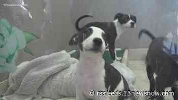 VB's Hope for Life Rescue pauses animal intakes, citing increased veterinary costs, shortages