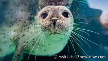 Monty, harbor seal at Virginia Aquarium, dies during diagnostic procedure