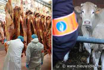 Drie arrestaties in onderzoek naar vleeshandel in Mol: “Verdachte runderen aangekocht en verkocht”