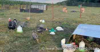 Grandson in tears as beloved goat and chickens among animals stolen from family