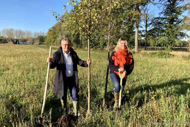 Tweede fase bosaanplant Beisbroek van start