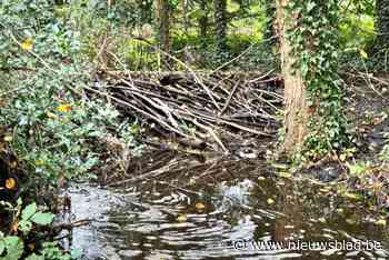 Bever veroorzaakt overstroming aan Heempark in Genk: bijenhal bedreigd en knuppelpad ondergelopen