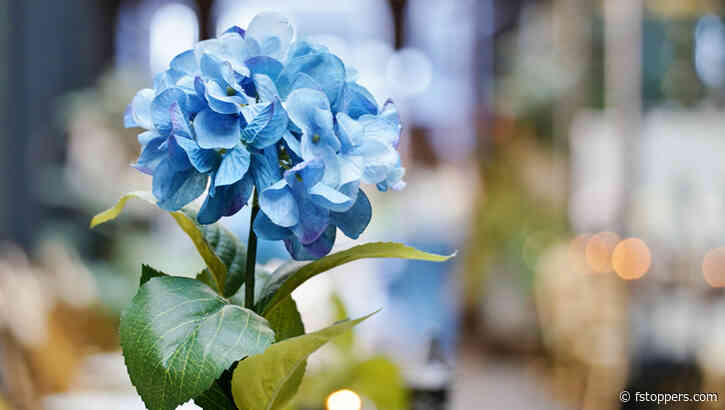 A Review of the Tamron 50-300mm f/4.5-6.3 Di III VC VXD Lens