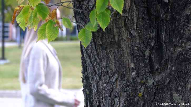 'Shattered my world': Calgary cop demoted after sharing sex video of fellow officer