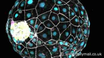 Scientists discover 'pause button' for human life