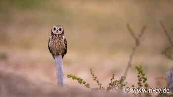Goldene Eule gefunden: 31 Jahre dauernde Schatzsuche endet in Frankreich