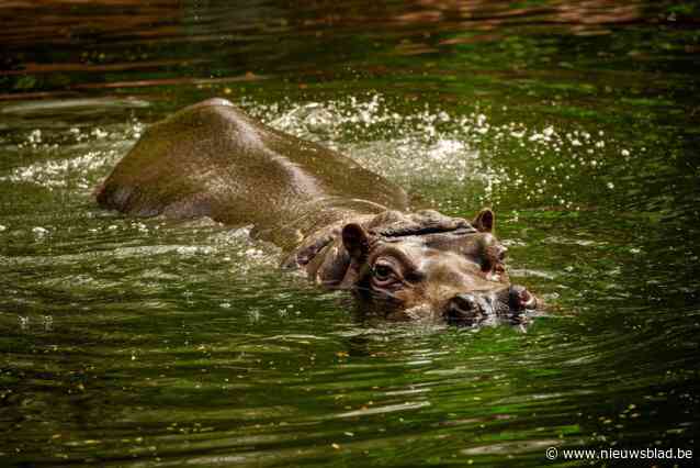 Zoo-dierenarts doet autopsie op ingeslapen nijlpaard: “Onderzoekt bevestigt dat dit het beste was voor Hermien”