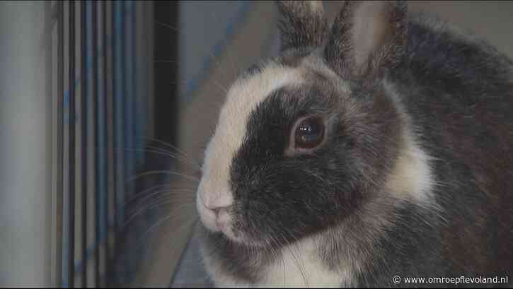 Almere - 'Heks' Brianne: ook op dierendag mag dit asielkonijn met niemand mee naar huis