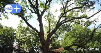 Hannover: Seile sichern Baum am Bertha-von-Suttner-Platz in der Südstadt