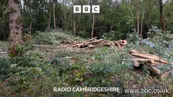 Future-proofing Cambridgeshire’s ancient woodlands