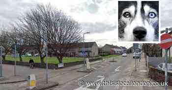 Schoolgirl mauled by husky is left with horror injuries