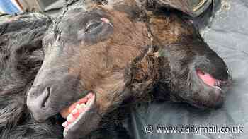 Seeing double? Mutant COW is born at a farm in Kentucky with two heads - and experts say it's 'one in 400 million'