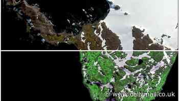 Antarctica is turning GREEN: Vegetation cover has increased more than tenfold over the last 40 years - with climate change to blame