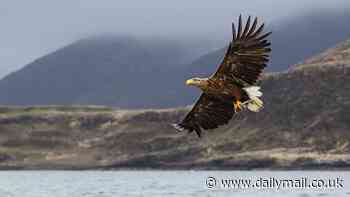 White-tailed eagles are set to be reintroduced to the Lake District after being hunted to extinction 300 years ago
