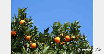 Braziliaanse citrusoogst getroffen door droogte en citrus greening