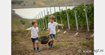 "Flowpacklijn voor druiven en steenfruit ideaal om retailers te beleveren"