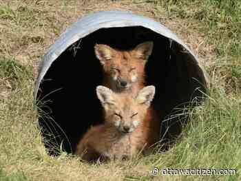 Boswell: Ottawa must keep its promise on treatment of urban wildlife