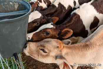 Tierwohl Tierhaltungskennzeichnung: Kommt die Kennzeichnungspflicht für Gastronomen?