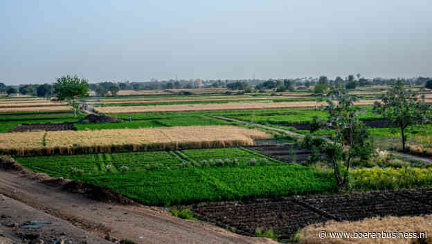 Egypte lijkt wel een dolle hond op graanmarkt