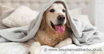 Dog owners told why they mustn't let their pets in bed this winter
