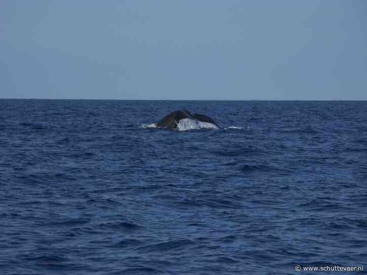 ‘Pas scheepsroute aan ter bescherming van walvis’