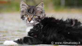 Gatto preso a bastonate e ucciso con un petardo