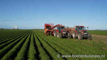 Telers en spoelers houden peenmarkt in balans