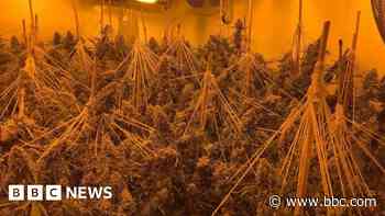 Cannabis plants worth £200,000 seized in raid