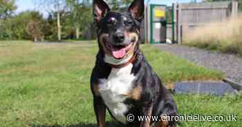'Friendly' 13-year-old dog spends weeks in North East kennels as charity finds older animals are often 'overlooked'