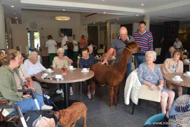 Alpaca’s bezoeken rusthuisbewoners: “Dit doet zo’n plezier”
