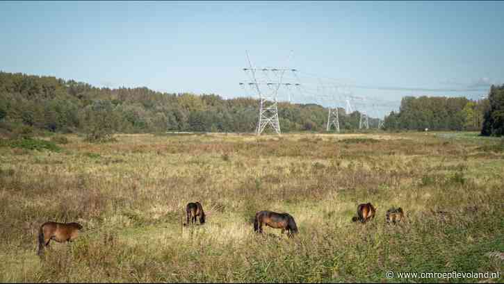 Biddinghuizen - Nieuwe grazers hebben hun 'slaapkamer ingericht' en mogen rest van Harderbos gaan verkennen
