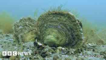 Native oyster reefs once common say researchers