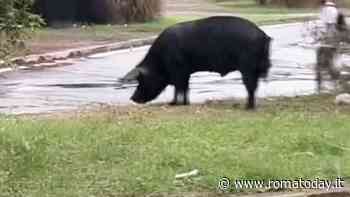 Ponte Mammolo, un enorme cinghiale si aggira nei pressi della stazione della metro B