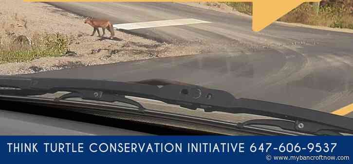 Think Turtle gives update on foxes with mange in Hastings Highlands 