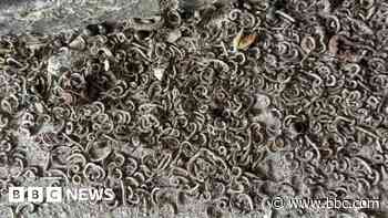 'Beach hut millipedes keep me up at night'