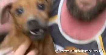 Incredible moment dog is pulled from hole after being trapped for eight days