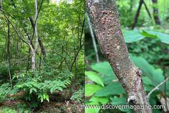 Chestnut Blight Has Significantly Altered the Composition of Shenandoah National Park