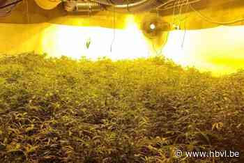 Waaghalzen kweken cannabis in frituur tegenover politiebureau: “De frieten waren niet te vreten”
