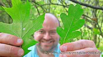 Erlebnisbericht vom Waldlehrpfad: Bäume aus aller Welt stehen im Wildberger Wald