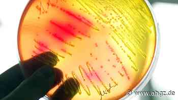 Erreger in Rucola?: RKI meldet Salmonellen-Ausbruch